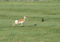 GDMBR: We scared the Antelope and it scared a Crow.